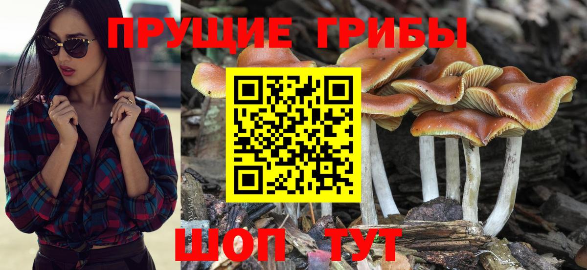 Галлюциногенные грибы ЛСД Александров